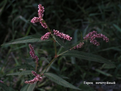 �������� ��������: ����� ����������, ���������� �����, ����������, ������ �����.