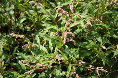 �������� ��������: ����� ����������, ���������� �����, ����������, ������ �����.