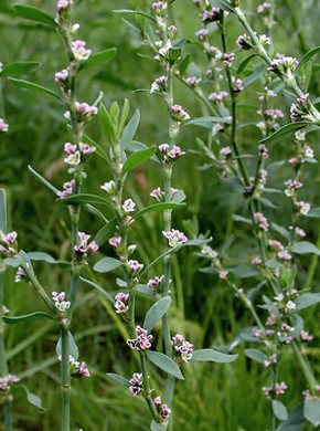 �������� ��������: ����� ������, ������,������ �������, ������-�����, ���������, �����-������, ������.