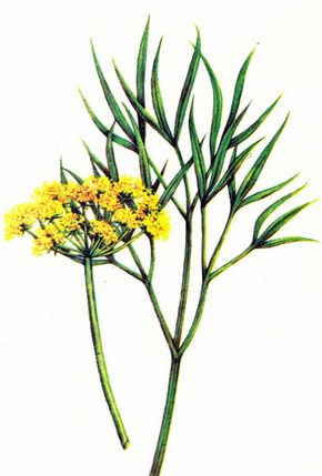 �������� ��������: �������� �������.