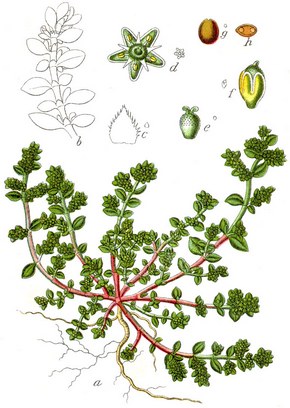 �������� ��������: ������� �����, �������, ������� ����, ��������, ������� ������.