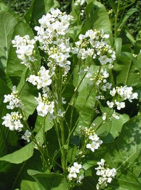 ���� ������������.