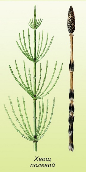 �������� ��������: ���� �������, �������, ������, ����, �������� �����.