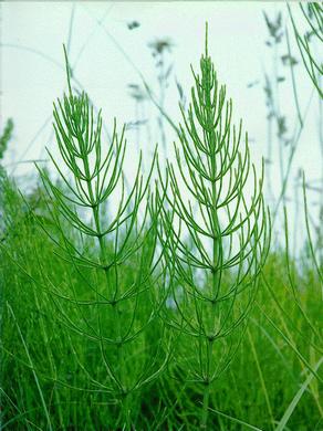 �������� ��������: ���� �������, �������, ������, ����, �������� �����.