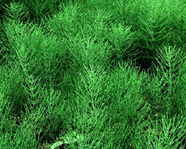 �������� ��������: ���� �������, �������, ������, ����, �������� �����.