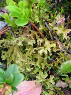 �������� ��������: ���������� ���, �������� ����������.