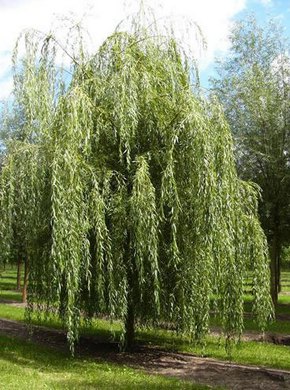 �������� ��������: ��� �����, �����������, �����, �����, ������.