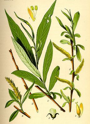 �������� ��������: ��� �����, �����������, �����, �����, ������.