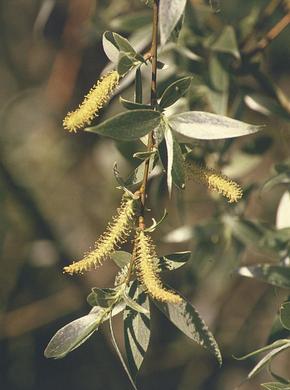 ������� ��������: ��� �����, �����������, �����, �����, ������.