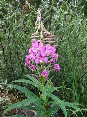 �������� ��������: ����-��� �����������, ��������� ���, ������, �������.