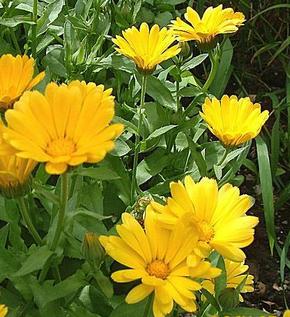 �������� ��������: ��������� �������������, �������.