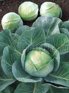 �������� ��������: ������� ������������.