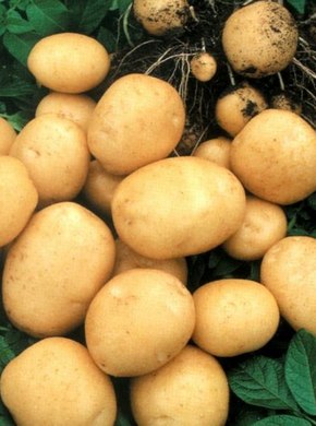 ���������.