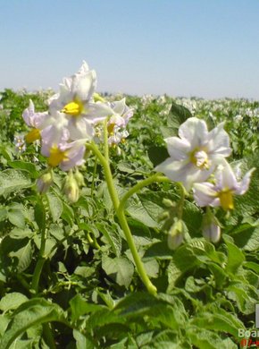 ���������.