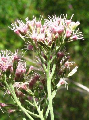 ������� ����������