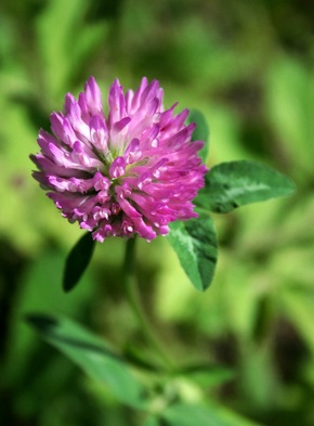 �������� ��������: ������ �������, �������, ������� �������, �����.