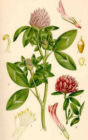 �������� ��������: ������ �������, �������, ������� �������, �����.