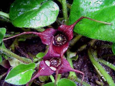 �������� �����������.