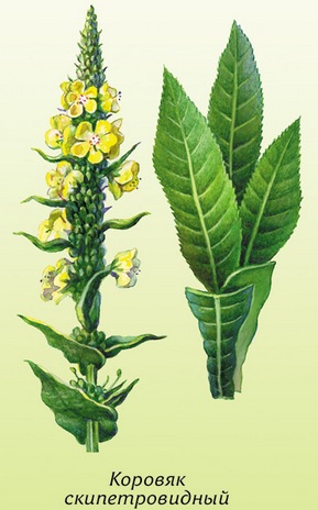 �������� ��������: ������� ��������������, ������� �������, �������� ���, ������.