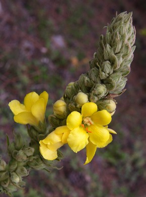 �������� ��������: ������� ��������������, ������� �������, �������� ���, ������.