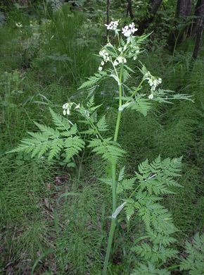 �������� ��������: ������ ������, ��������� ������.