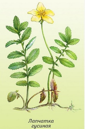 �������� ��������: �������� �������, ������� �����, ������.