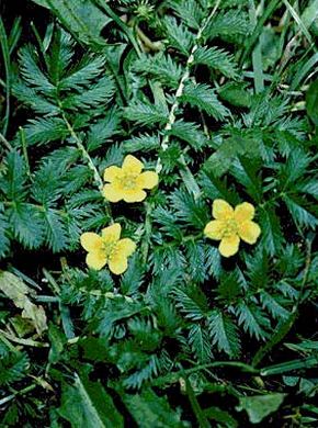 �������� ��������: �������� �������, ������� �����, ������.