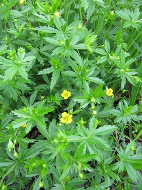 �������� ��������: �������� ������������, ����, ������, ��������, ��������, ���������, ��������� ������, �������, �������� ������.