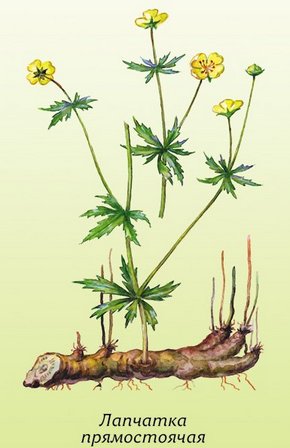 �������� ��������: �������� ������������, ����, ������, ��������, ��������, ���������, ��������� ������, �������, �������� ������.