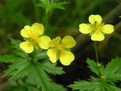 �������� ��������: �������� ������������, ����, ������, ��������, ��������, ���������, ��������� ������, �������, �������� ������.