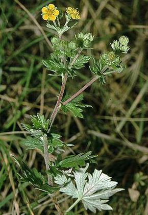 �������� ��������: ����� �������������,���������� ������������, ����������� ���, �����.