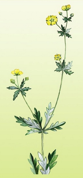 �������� ��������: ����� �������������,���������� ������������, ����������� ���, �����.