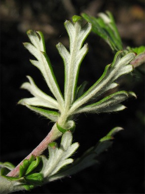 �������� ��������: ����� �������������,���������� ������������, ����������� ���, �����.