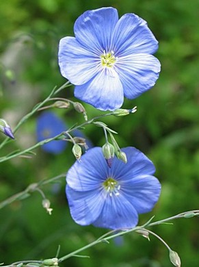 �������� ��������: ��� ��������.