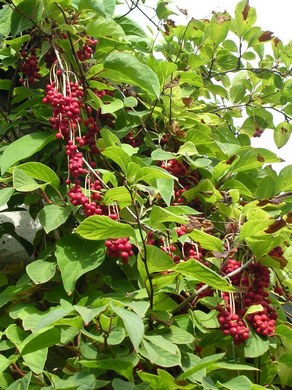 �������� ���������.