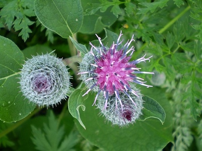 �������� ��������: ����� �������, ��������, ��������, ��������.