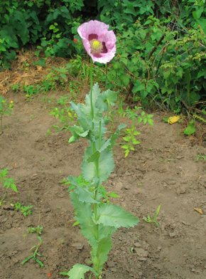 ��� ����������.