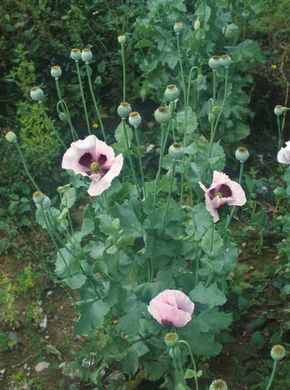 ��� ����������