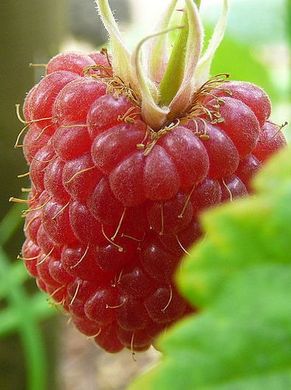 �������� ��������: ������ ������������, �������, ��������.