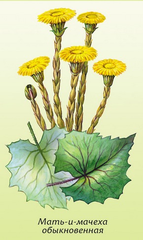 �������� ��������: ����-�-������ ������������, ������, ��������� �����.