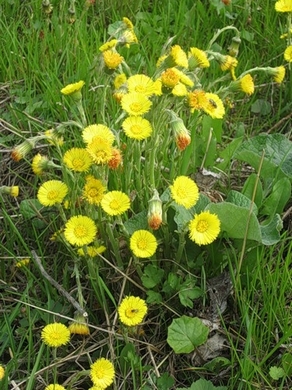 �������� ��������: ����-�-������ ������������, ������, ��������� �����.