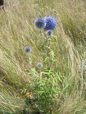 �������� ��������: ��������� ������������, ��������� �����������, ���� ������, ����� ������.