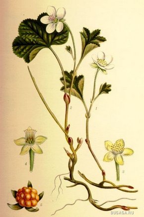 ������� �����������.