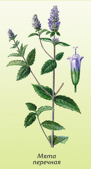 �������� ��������: ���� ��������, ����������, ��������.