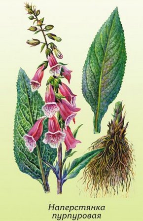 �������� ��������: ����������� ����������, ���������, �������, ������ �����������, ������ �����, ���������, ������������ �����.