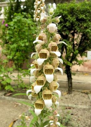 �������� ��������: ����������� ����������.