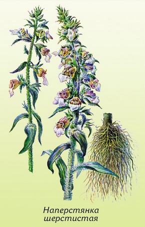 �������� ��������: ����������� ����������.