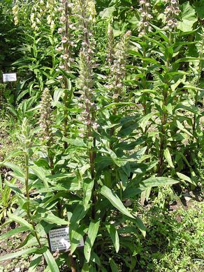 �������� ��������: ����������� ����������.