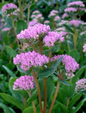 �������� ��������: ������ �������, ������ �������, ��������, �������, ����� �����.