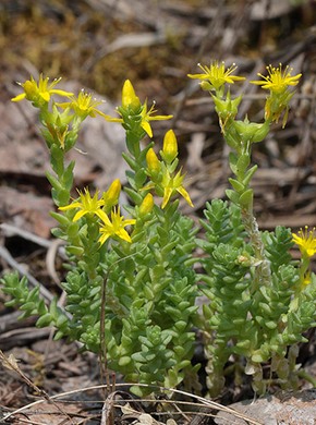 �������� ��������: ������ �����, �����, ��������, �����������.